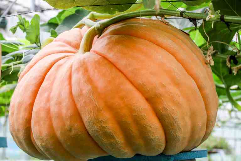 pumpkin