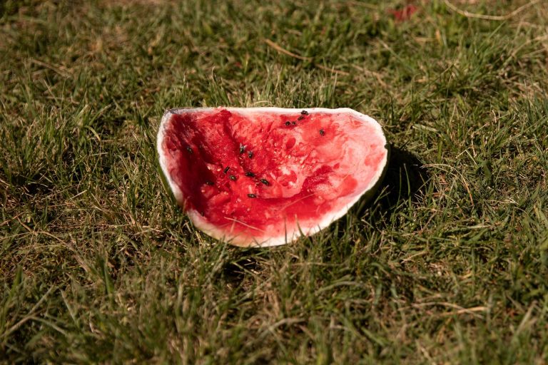 watermelon