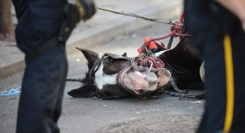 Video Of Carriage Horse Collapsing In NYC Heat Sparks ‘Animal Abuse’ Outrage