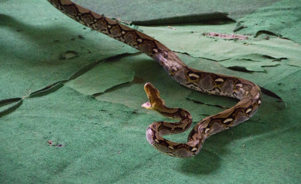 Two-Year-Old Bites Snake To Death After The Reptile Bit Her On The Lip 