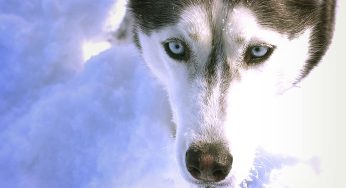 Social Media Drags Montana Woman For Killing, Skinning A HUSKY Dog After Mistaking It For A Wolf During Hunting Trip