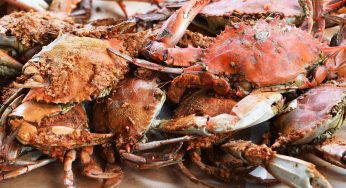 A Billion Crabs Have Disappeared & Researchers Can’t Explain Why