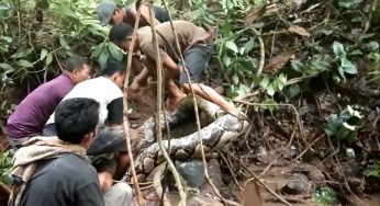 Missing Indonesian Grandmother’s Body Found Inside Monstrous 22-Foot Python