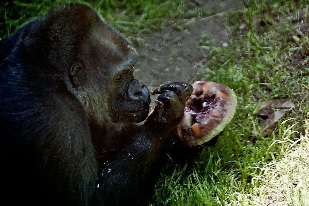Man Accused Of Stealing MONKEYS From The Dallas Zoo Was Arrested While Lurking In Aquarium