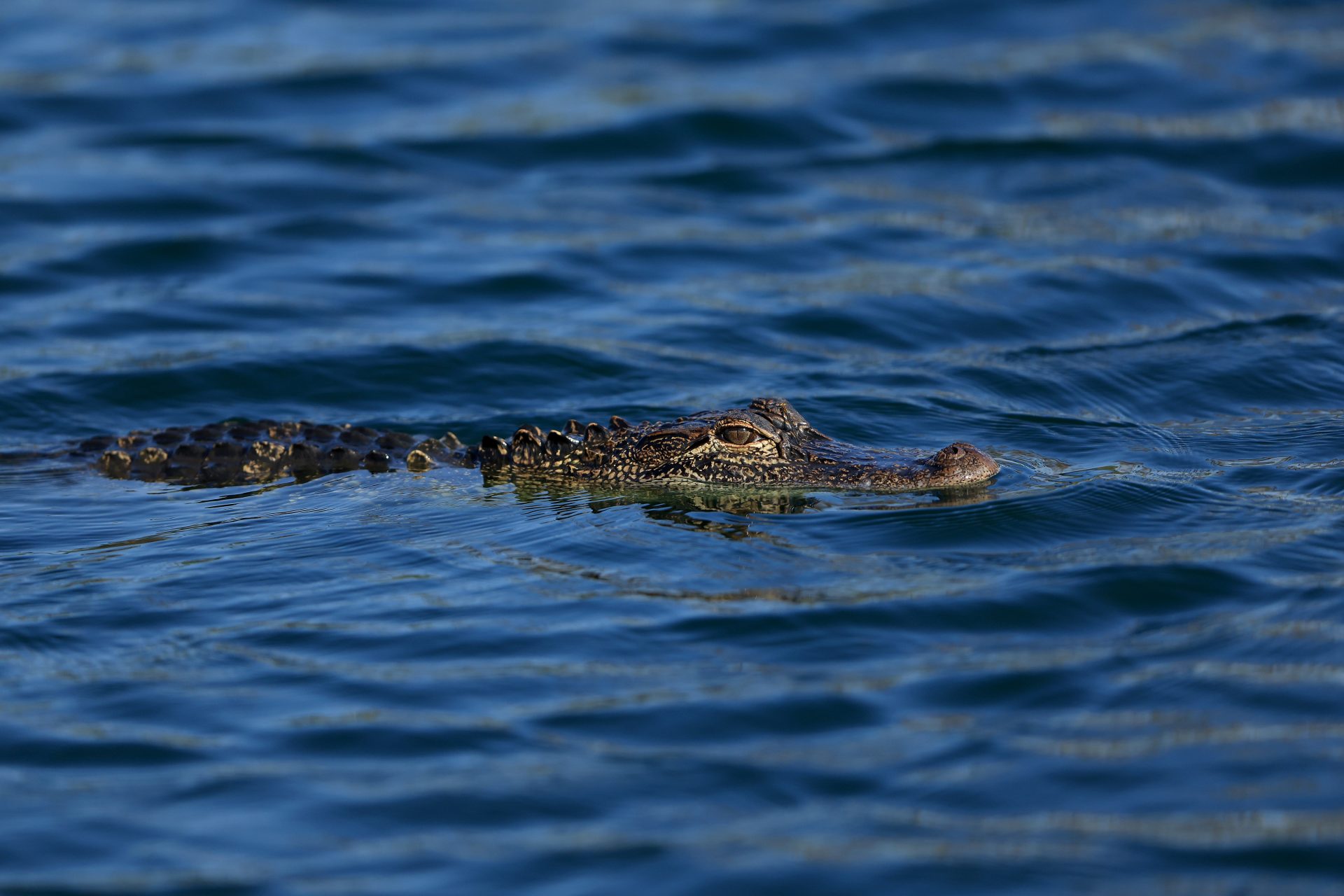 Father Charged With Murder After His Two-Year-Old Son Was Found Dead In An Alligator’s Mouth