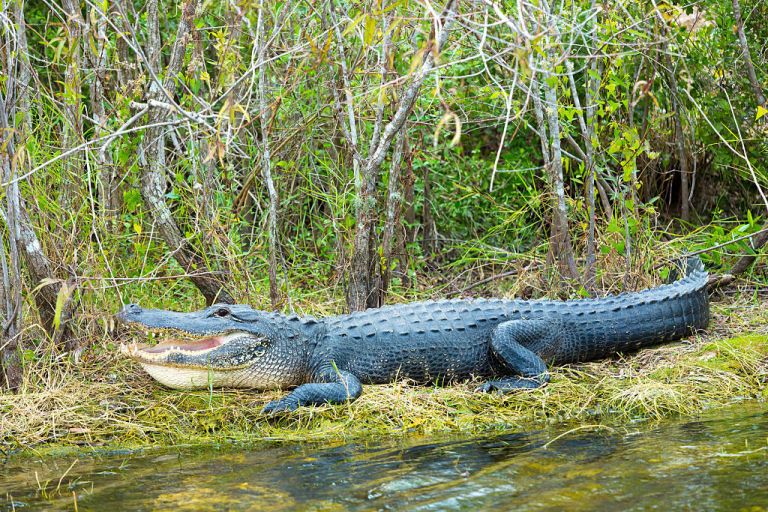 Alligator